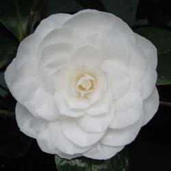 Camelia de Japn 'Nuccio's Gem'